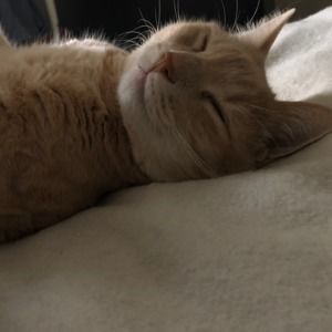 Meet your Posher, Wan